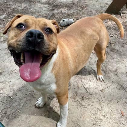 Gracie, a Adoptable mixed breed in Spartanburg, SC image 1/3