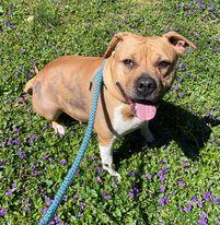Enlarge Gracie, a Adoptable mixed breed in Spartanburg, SC image 1/3