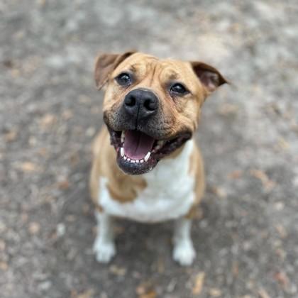 Enlarge Gracie, a Adoptable mixed breed in Spartanburg, SC image 2/3