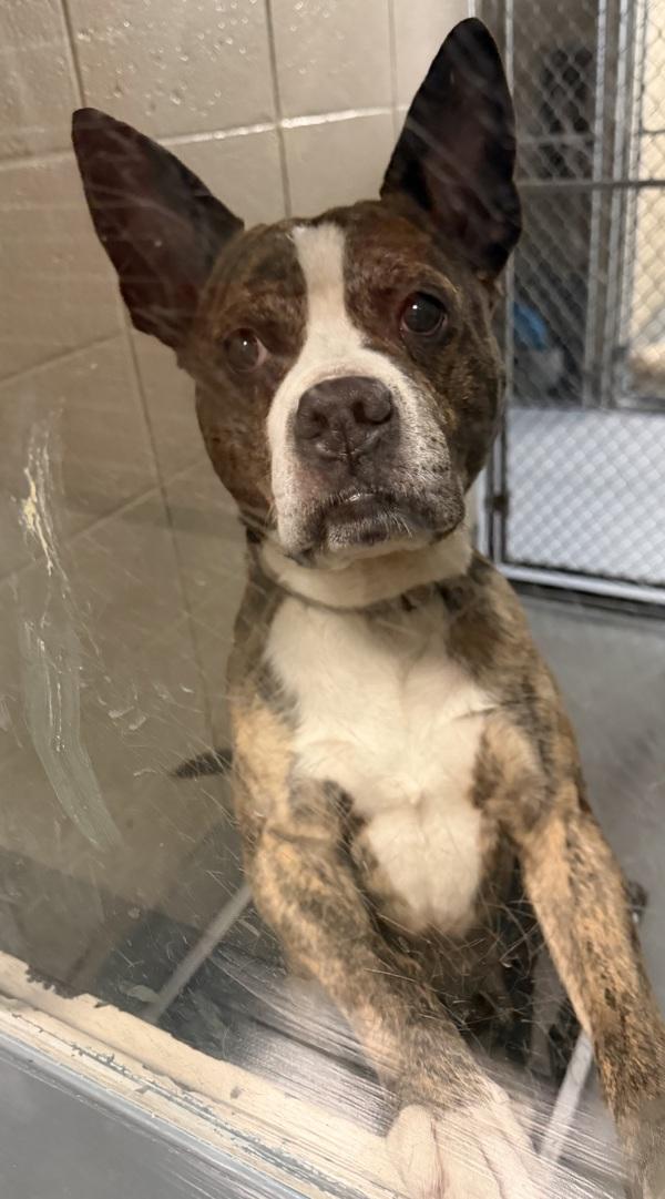 Enlarge Pen 168 Chop, a Adoptable mixed breed in Lawrenceville, GA image 1/1