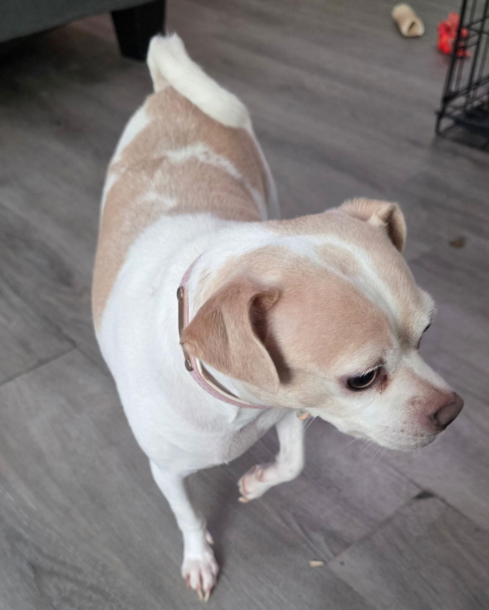 Enlarge LuLu Ann, a Adoptable Chihuahua in Berwick, PA image 1/3