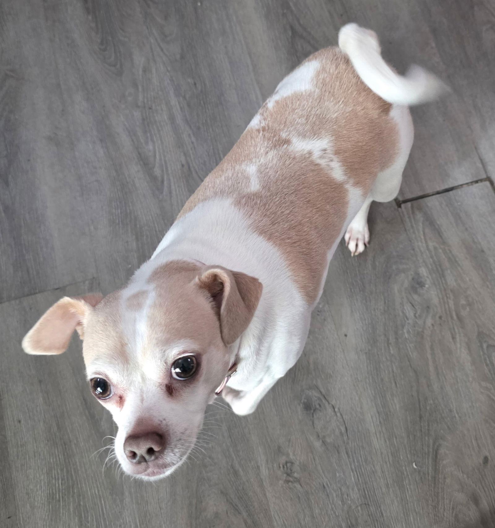 Enlarge LuLu Ann, a Adoptable Chihuahua in Berwick, PA image 3/3