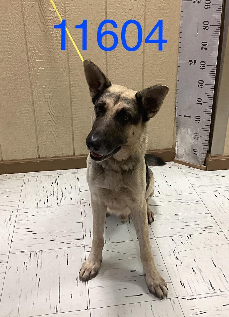 Rex, Adopted, Adult Male German Shepherd Dog.