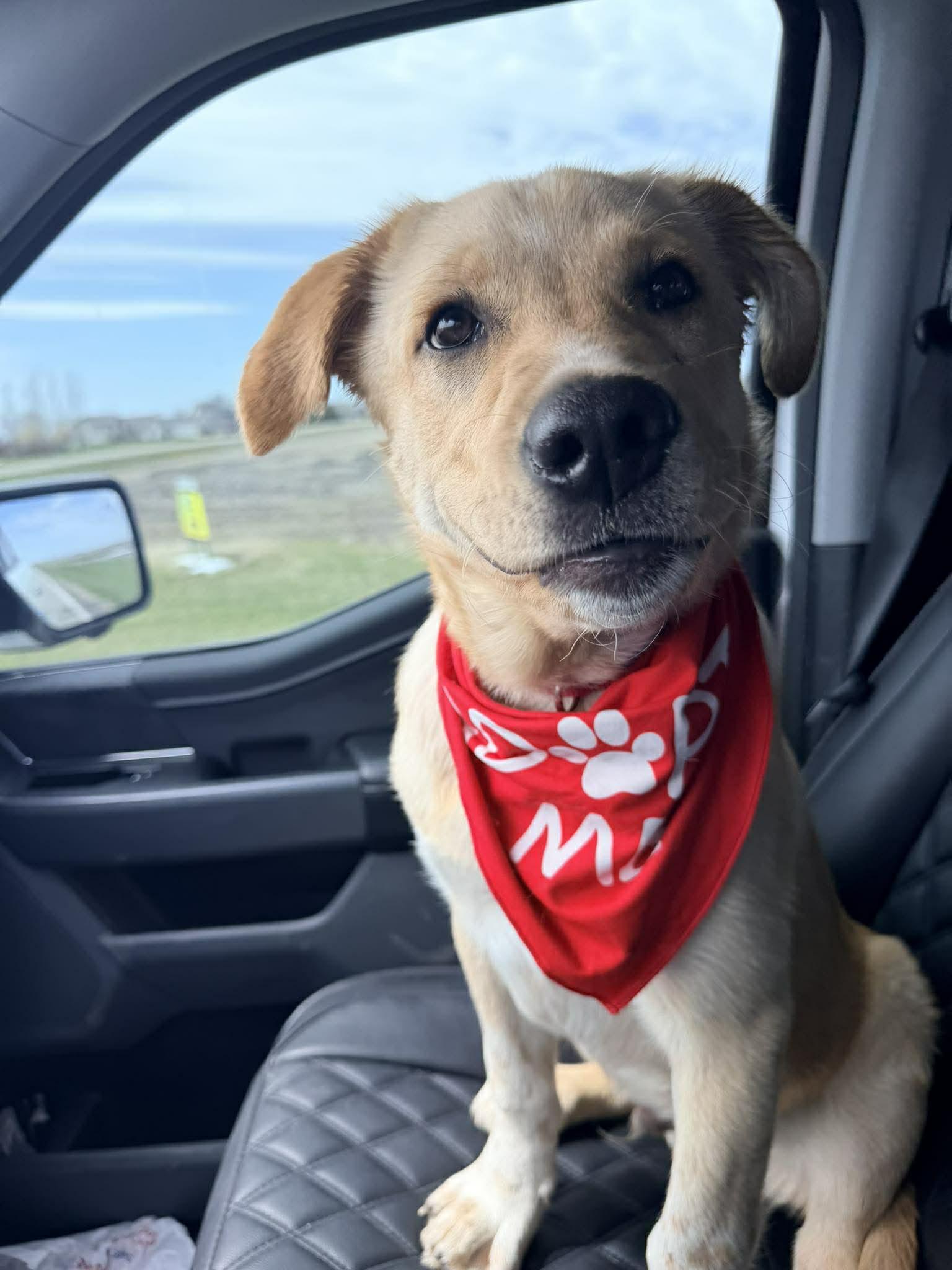 Enlarge Potato, an adopted mixed breed in Grand Forks, ND image 2/2