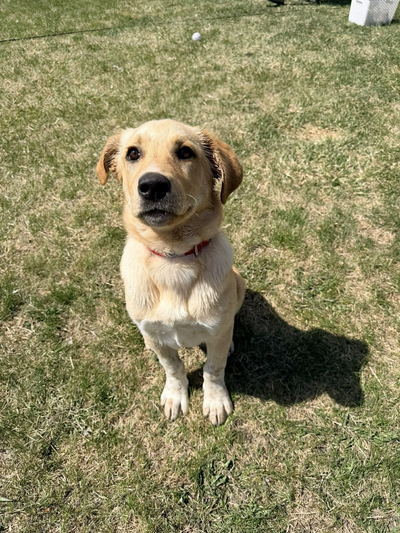 Enlarge Potato, an adopted mixed breed in Grand Forks, ND image 1/2