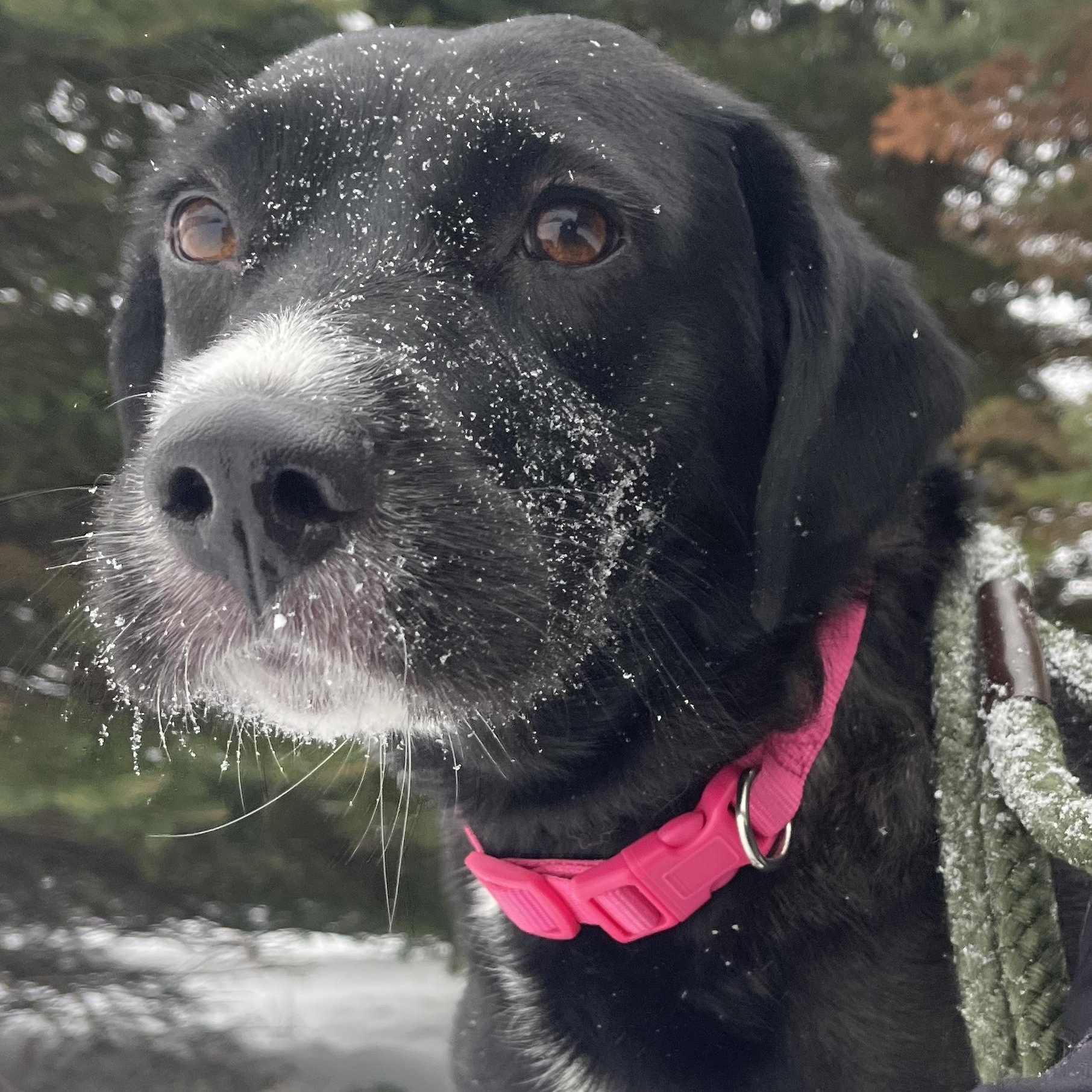 Enlarge Rosy, an adopted mixed breed in Allegan, MI image 3/6