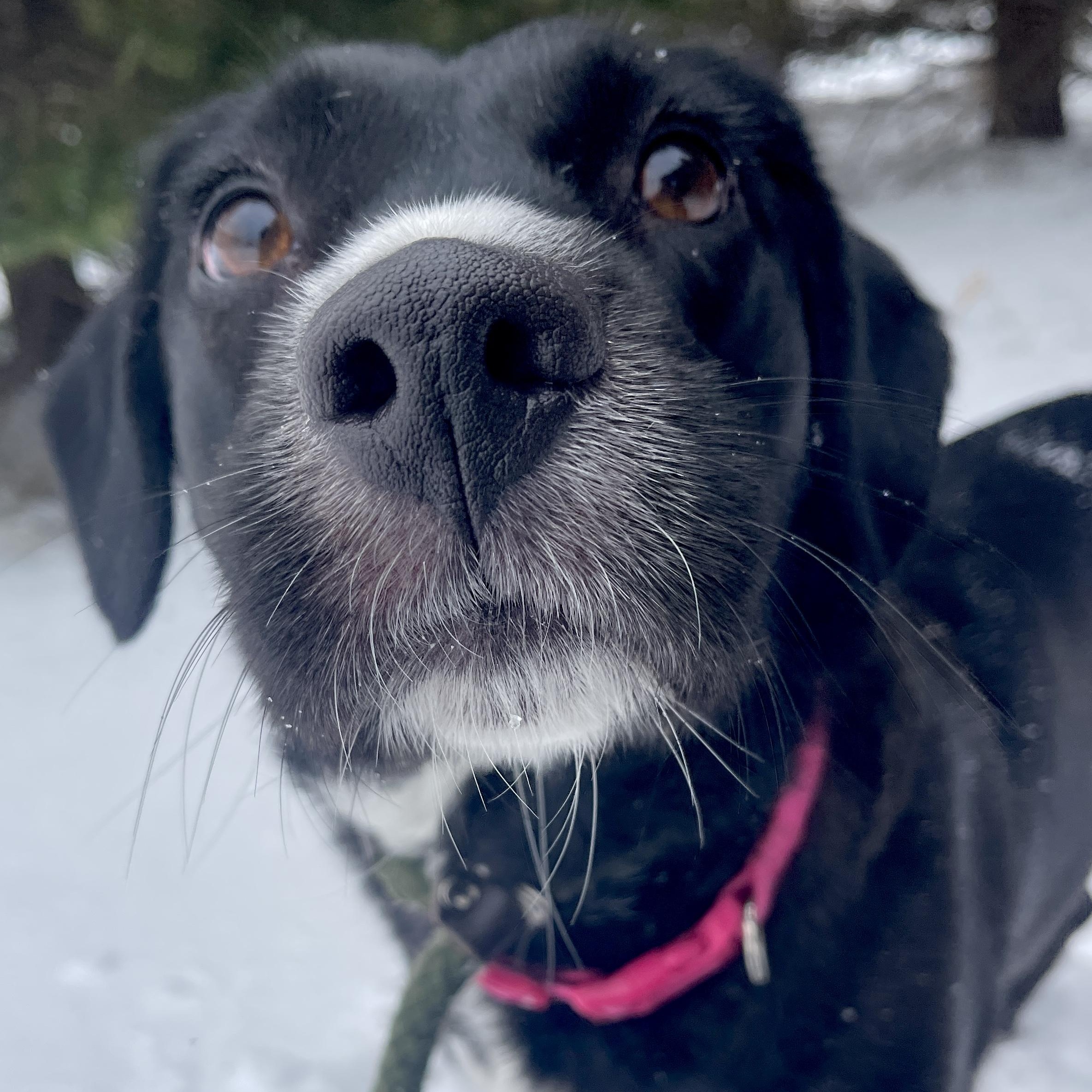 Enlarge Rosy, an adopted mixed breed in Allegan, MI image 6/6