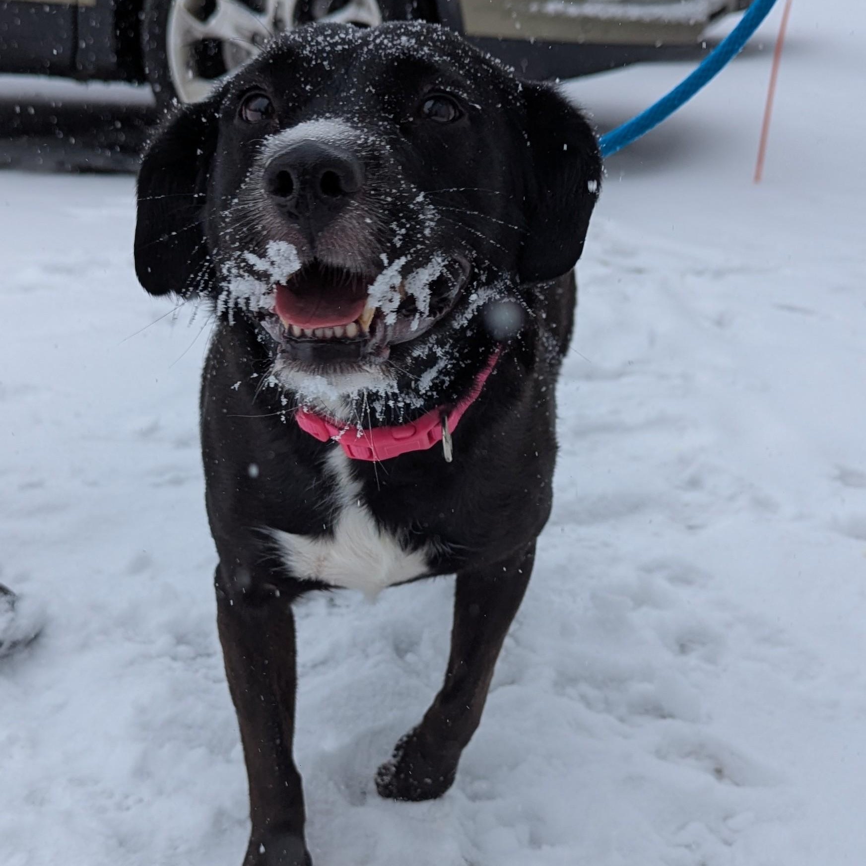 Enlarge Rosy, an adopted mixed breed in Allegan, MI image 4/6