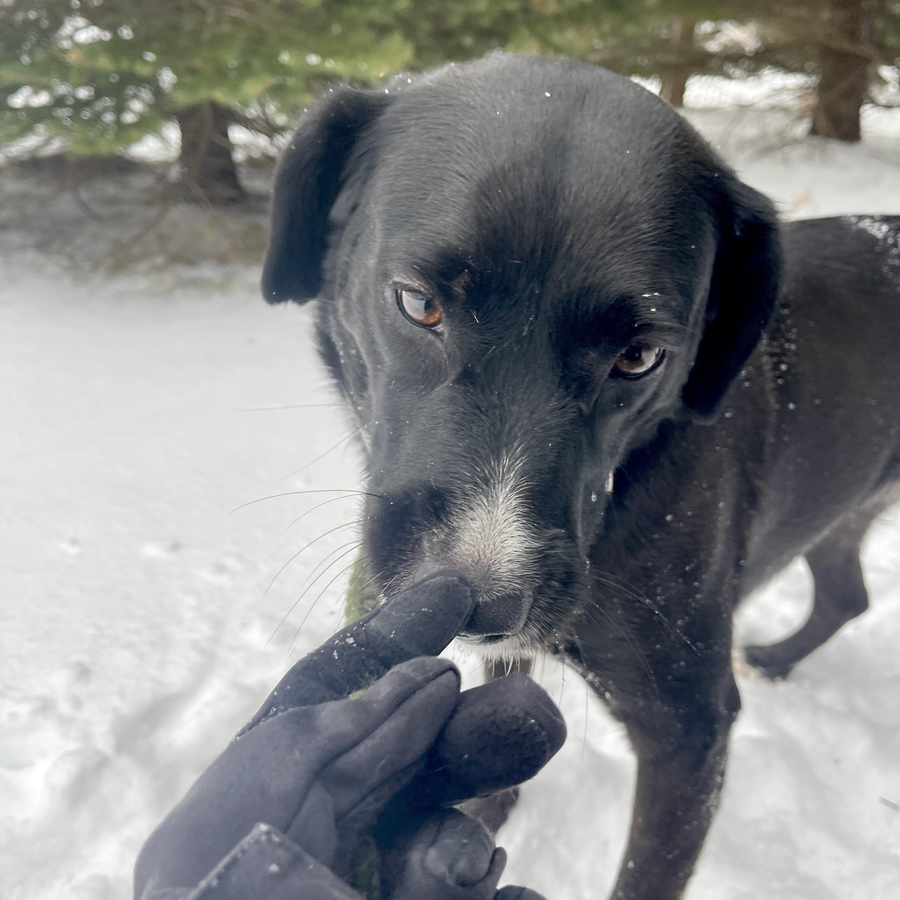 Enlarge Rosy, an adopted mixed breed in Allegan, MI image 5/6