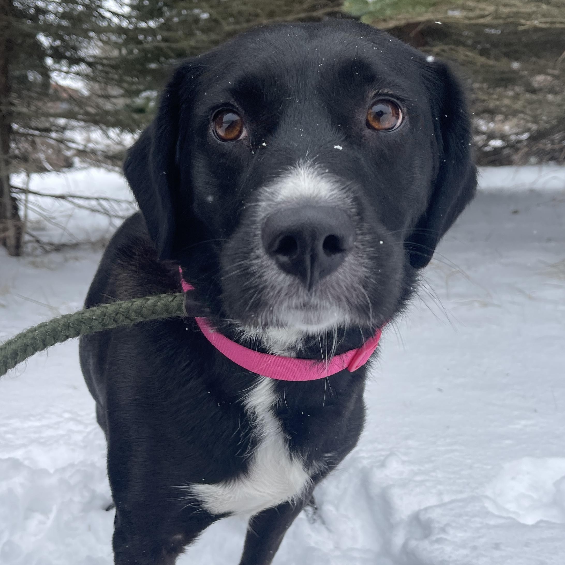 Enlarge Rosy, an adopted mixed breed in Allegan, MI image 1/6