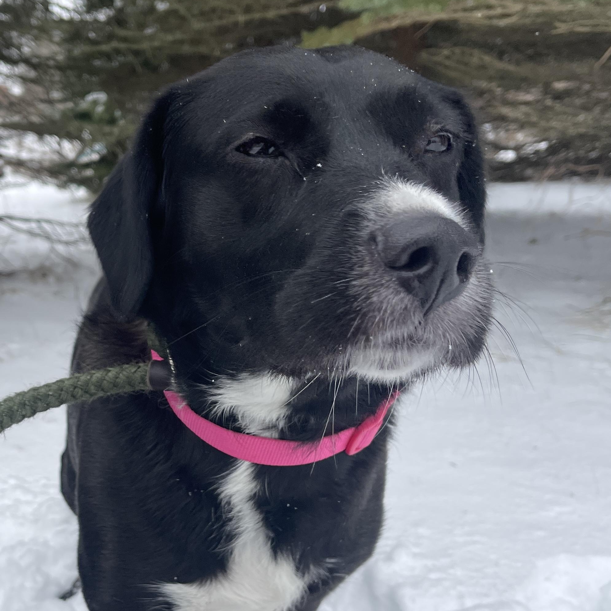 Enlarge Rosy, an adopted mixed breed in Allegan, MI image 2/6