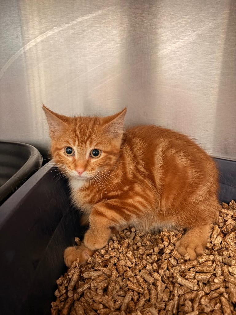 B3 Scotch, Adoptable, Kitten Male Domestic Long Hair.