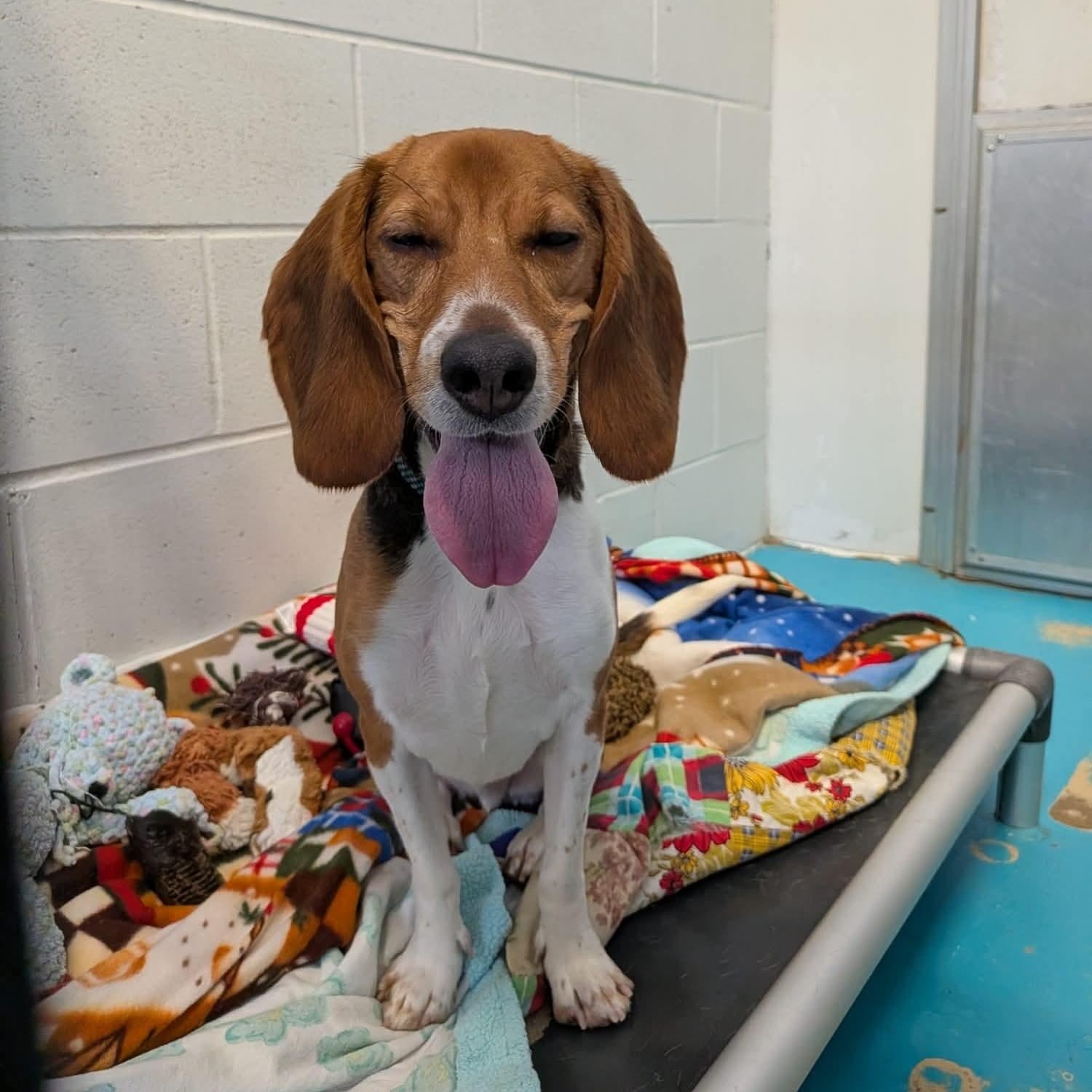 Huckleberry, ADOPTABLE, Young Male Hound.