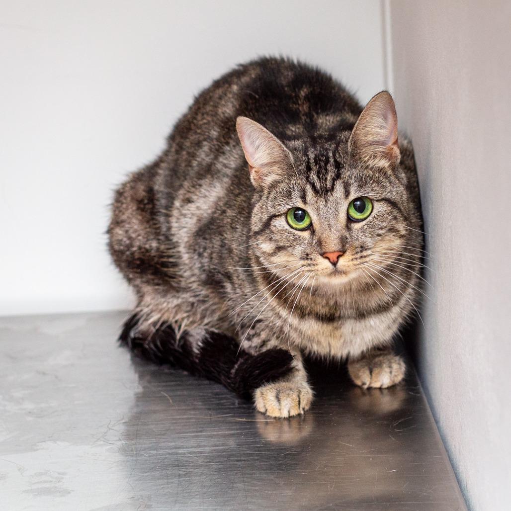 Flour, Adoptable, Adult Female Domestic Short Hair & Domestic Short Hair.