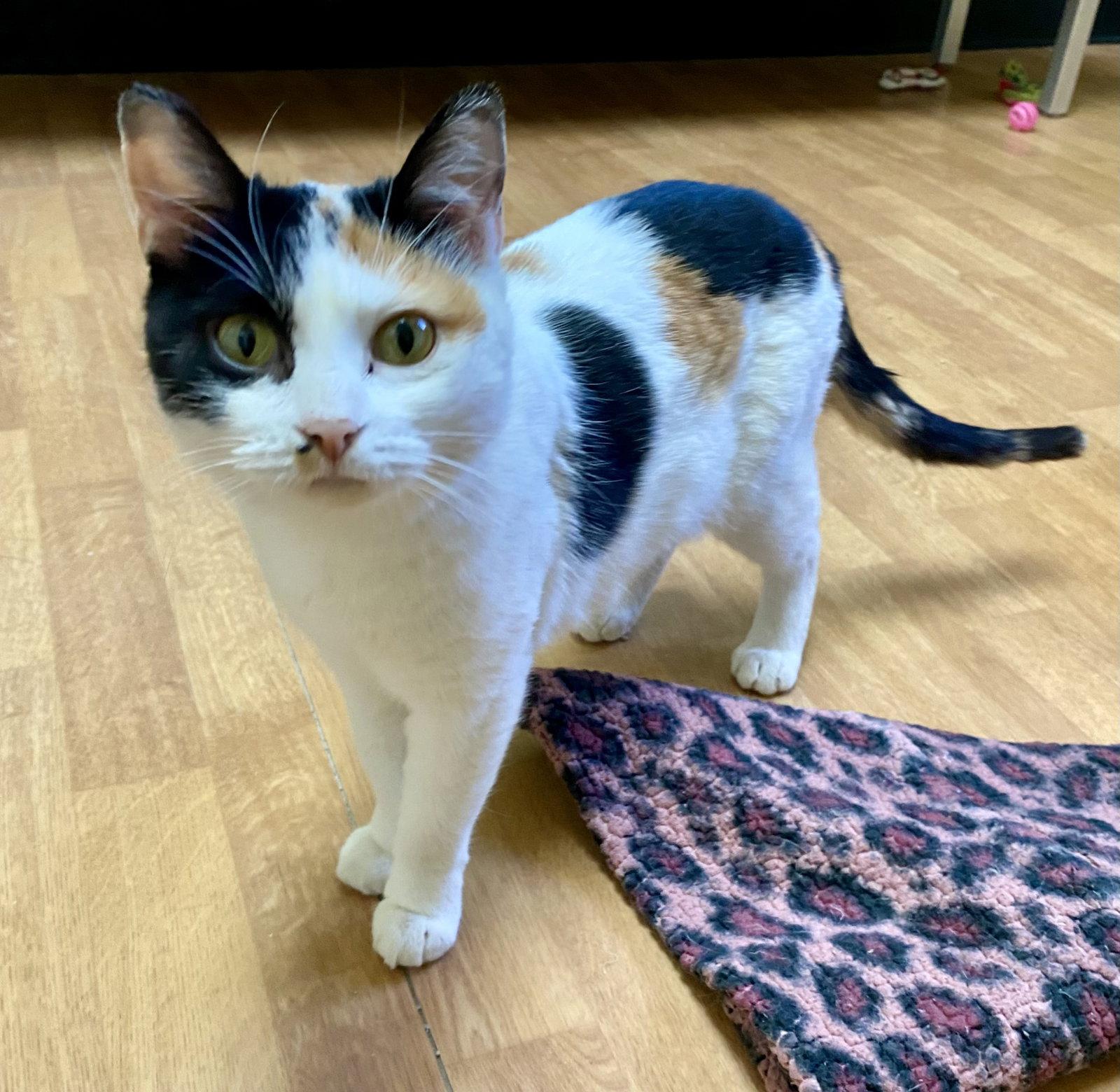 Mary Lynn, Adoptable, Adult Female Domestic Short Hair & Calico.