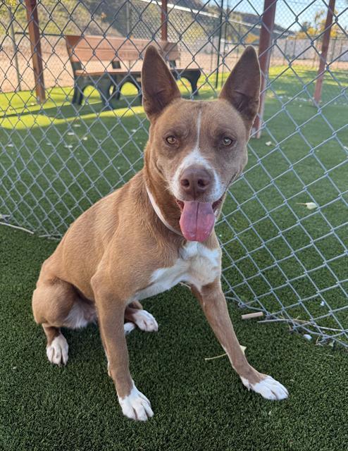 CLARICE, Adoptable, Adult Female German Shepherd Dog.