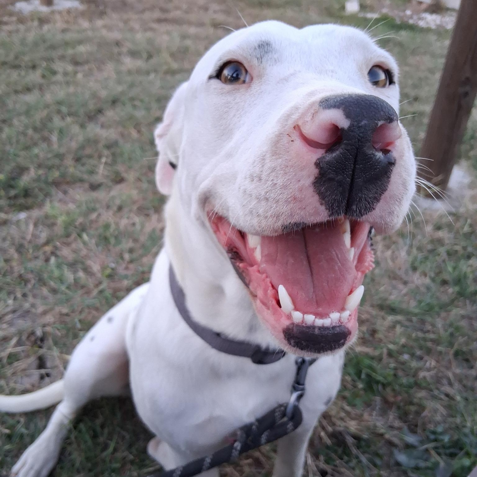 Dior, Adoptable, Young Female Dogo Argentino.