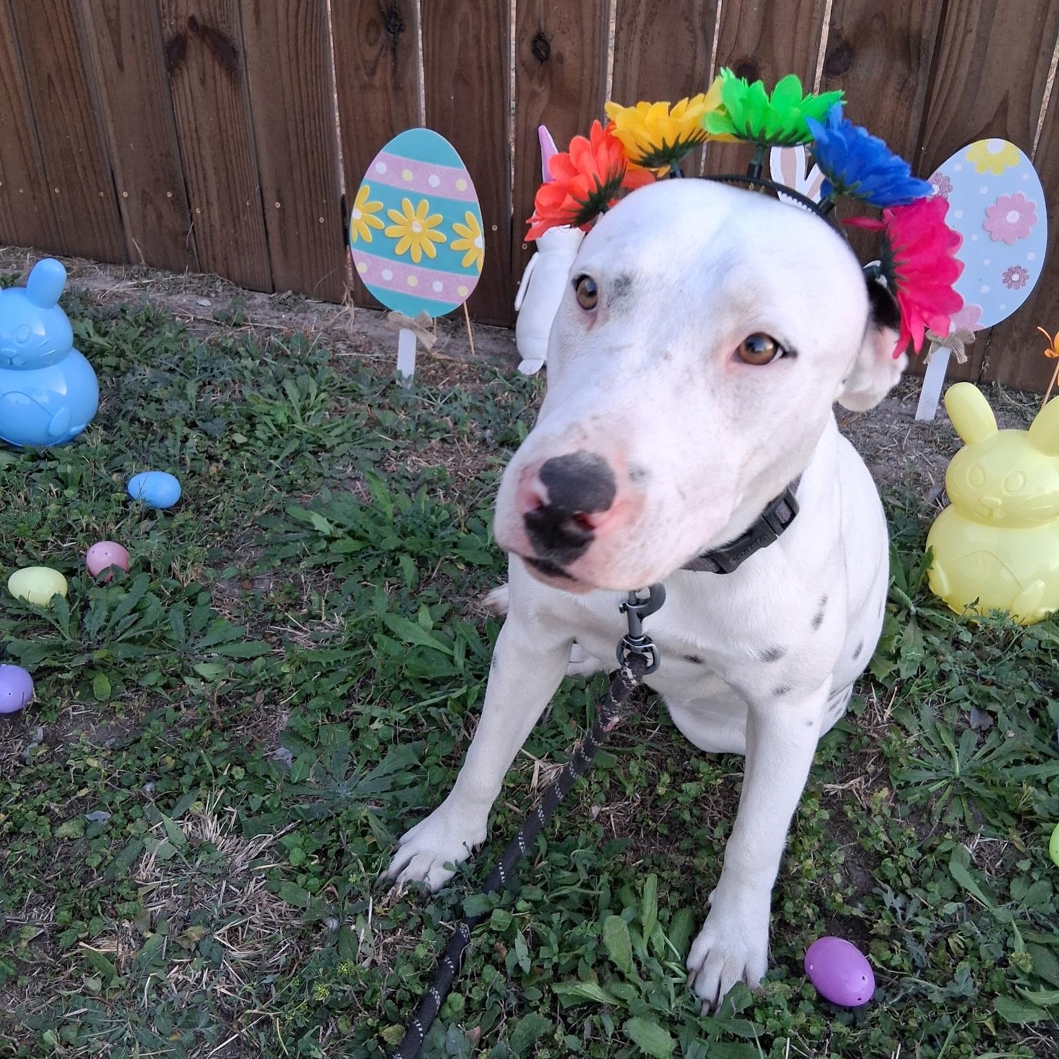 Enlarge Dior, a Adoptable Dogo Argentino in Richmond, VA image 3/3