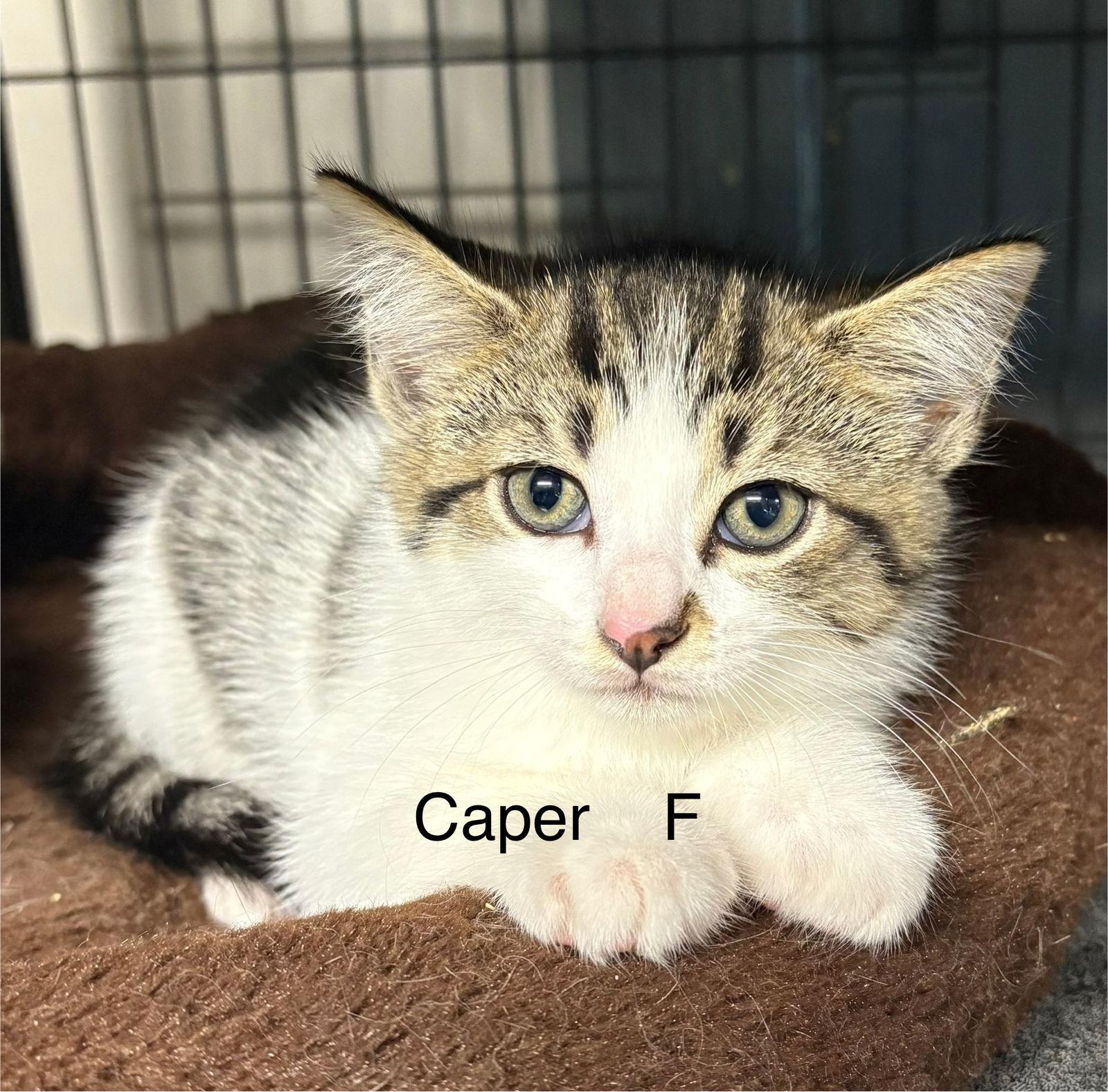Enlarge Caper, a Adopted Domestic Short Hair in White Bluff, TN image 1/1