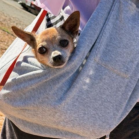 Squeak, Adoptable, Adult Female Chihuahua.