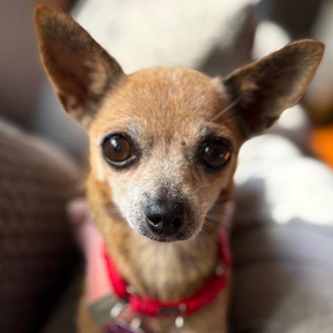 Squeak, a Adoptable Chihuahua in Pacifica, CA image 2/6