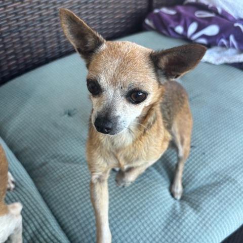 Squeak, a Adoptable Chihuahua in Pacifica, CA image 3/6
