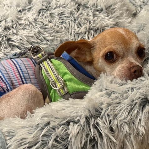 Squeak, a Adoptable Chihuahua in Pacifica, CA image 4/6