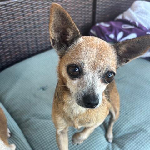 Squeak, a Adoptable Chihuahua in Pacifica, CA image 5/6