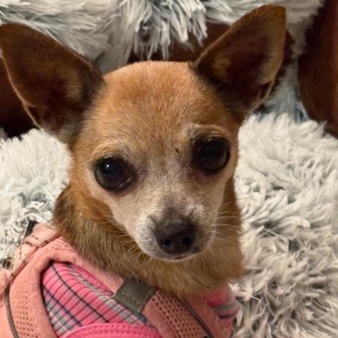 Squeak, a Adoptable Chihuahua in Pacifica, CA image 6/6