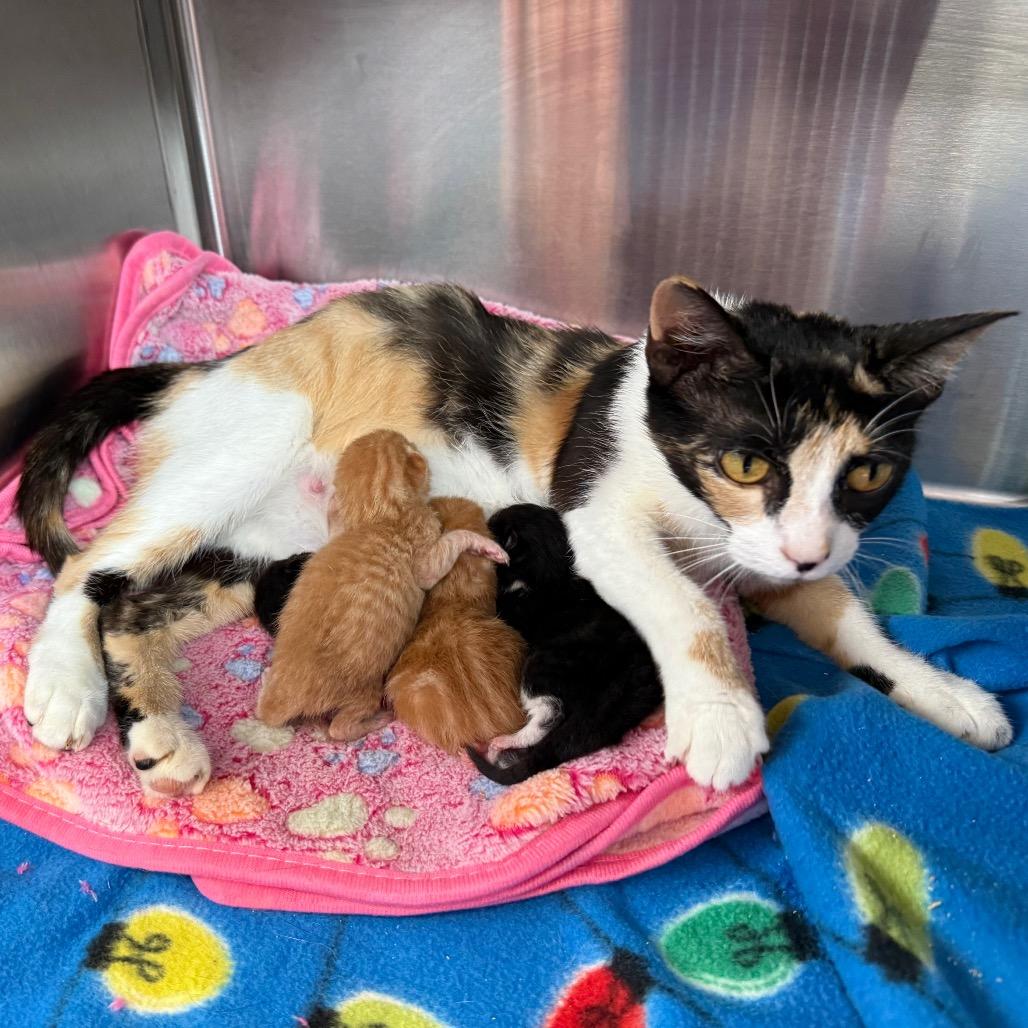 Wish, Adoptable, Kitten Female Domestic Short Hair & Domestic Short Hair.