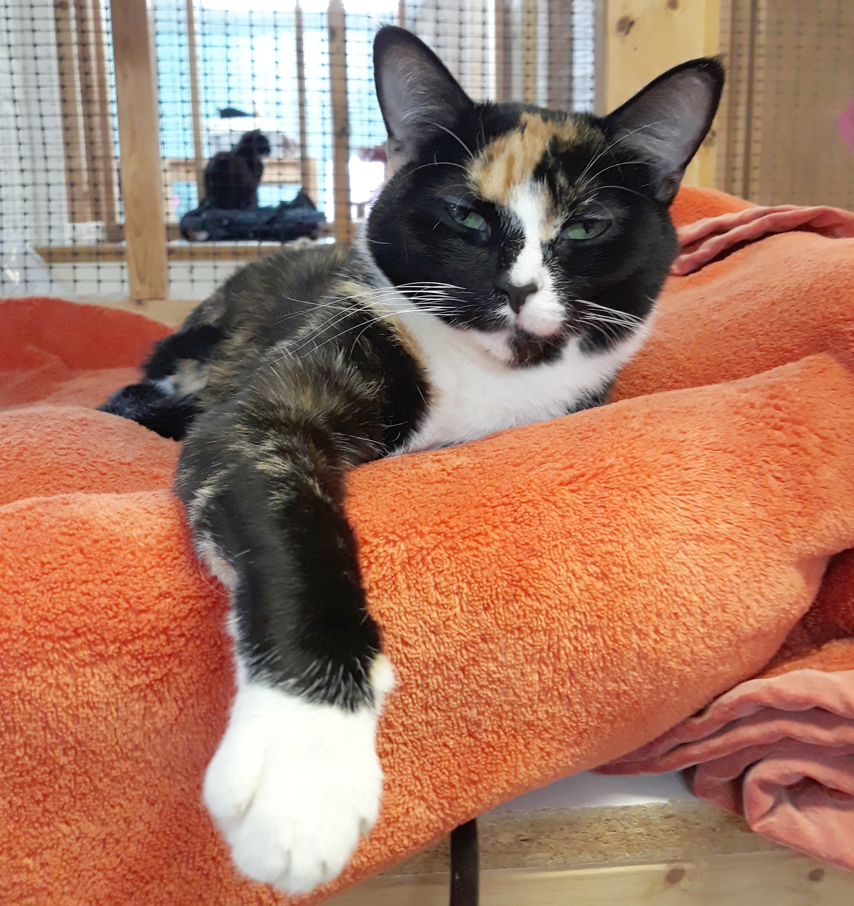 Neviah, a Adoptable mixed breed in Germansville, PA image 1/12