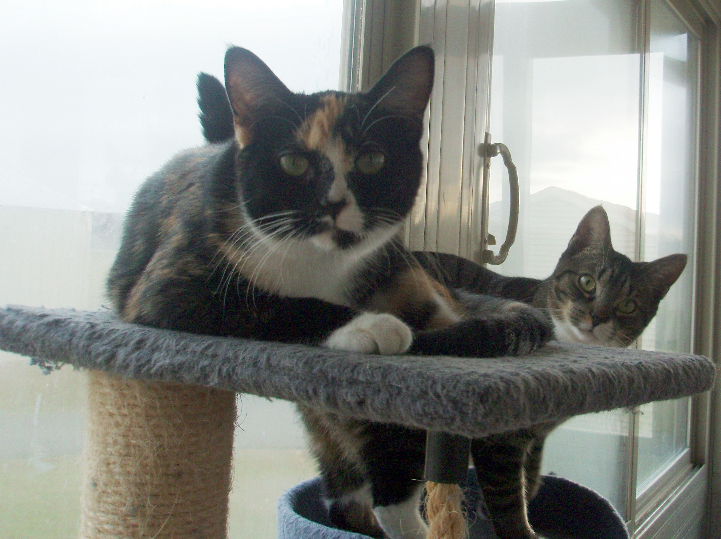 Neviah, a Adoptable mixed breed in Germansville, PA image 2/12