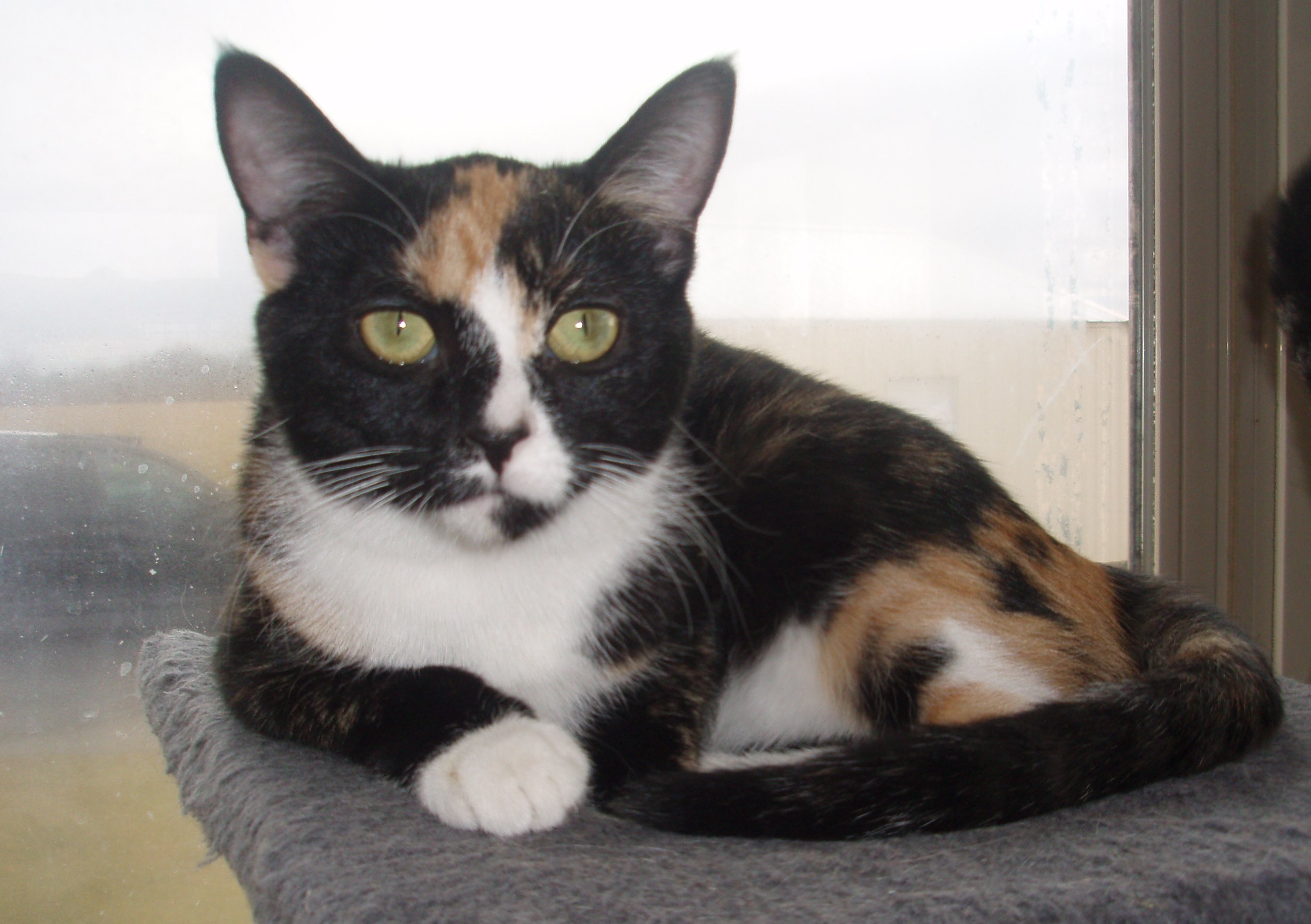 Neviah, a Adoptable mixed breed in Germansville, PA image 5/12