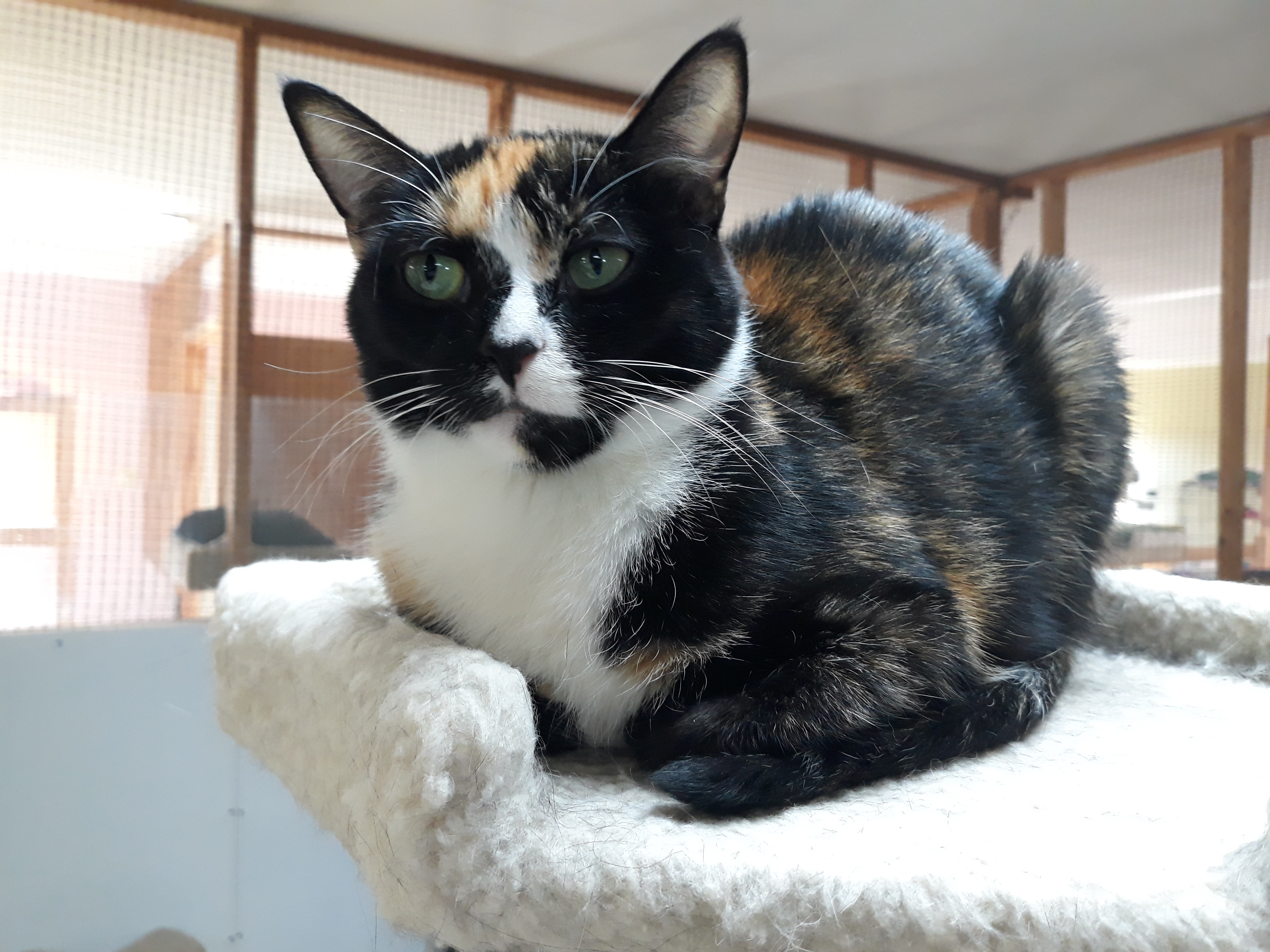 Neviah, a Adoptable mixed breed in Germansville, PA image 6/12