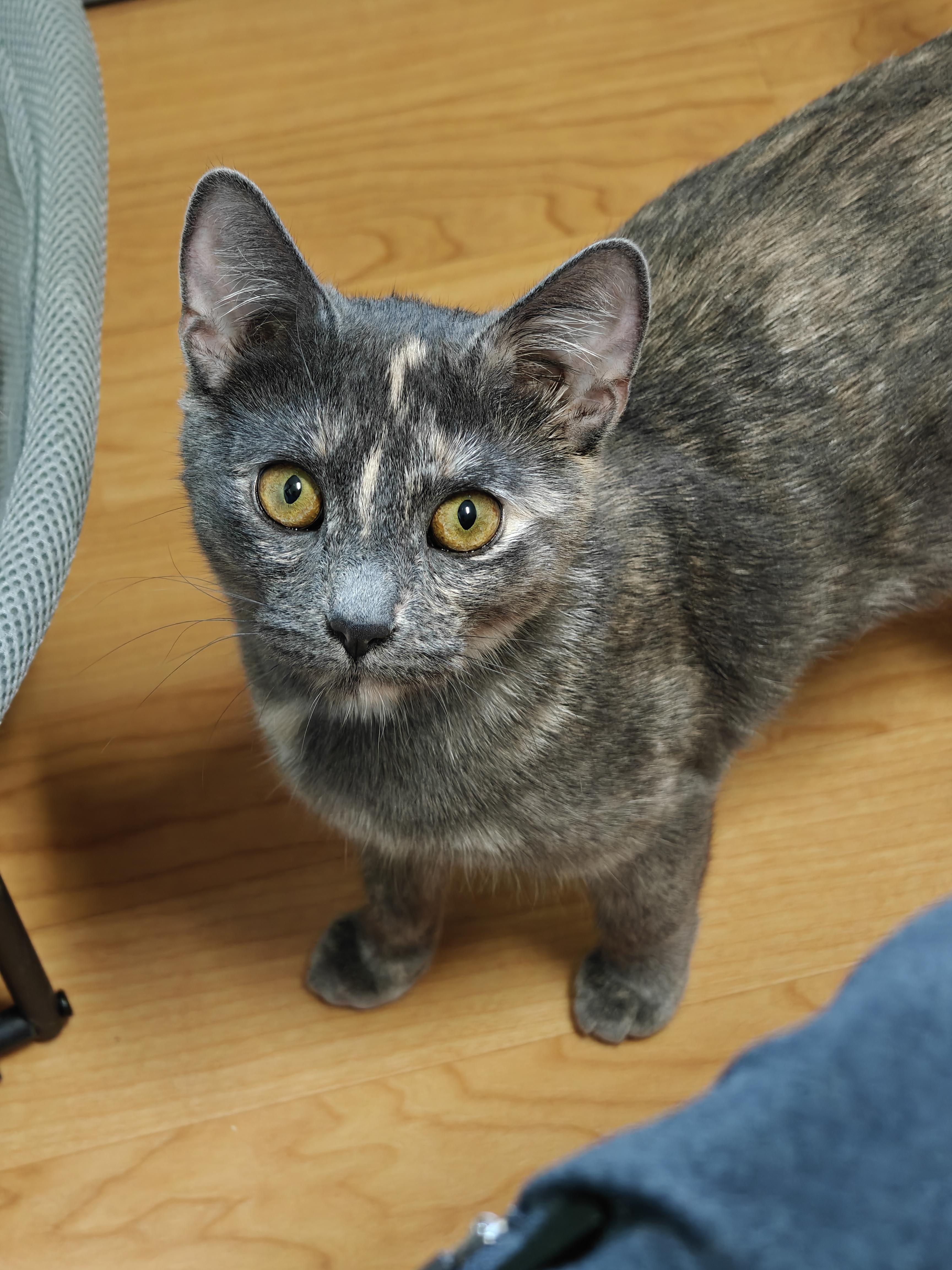 Bridget, a ADOPTABLE Domestic Short Hair in New Britain, CT image 2/6