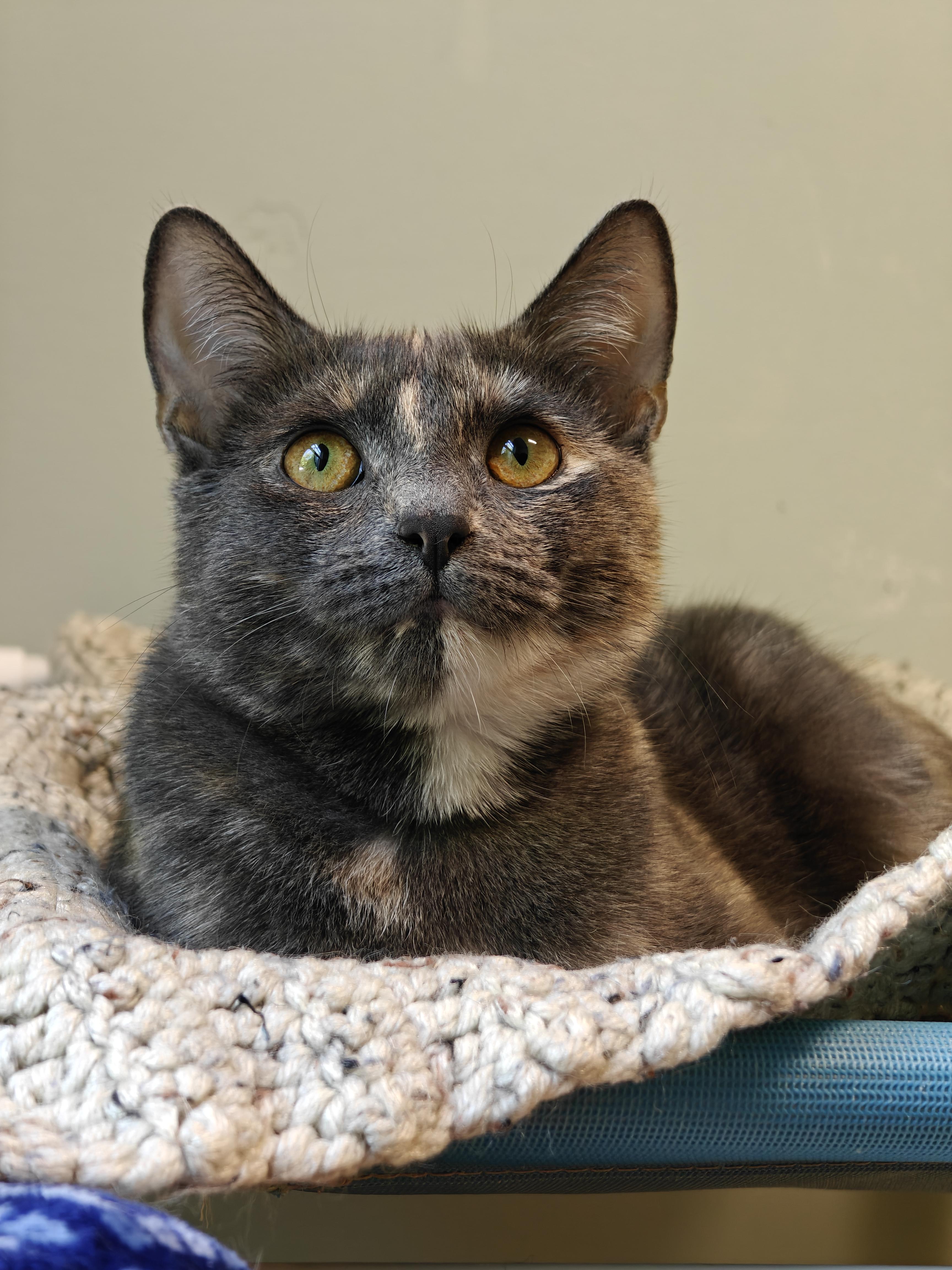 Bridget, ADOPTABLE, Young Female Domestic Short Hair.