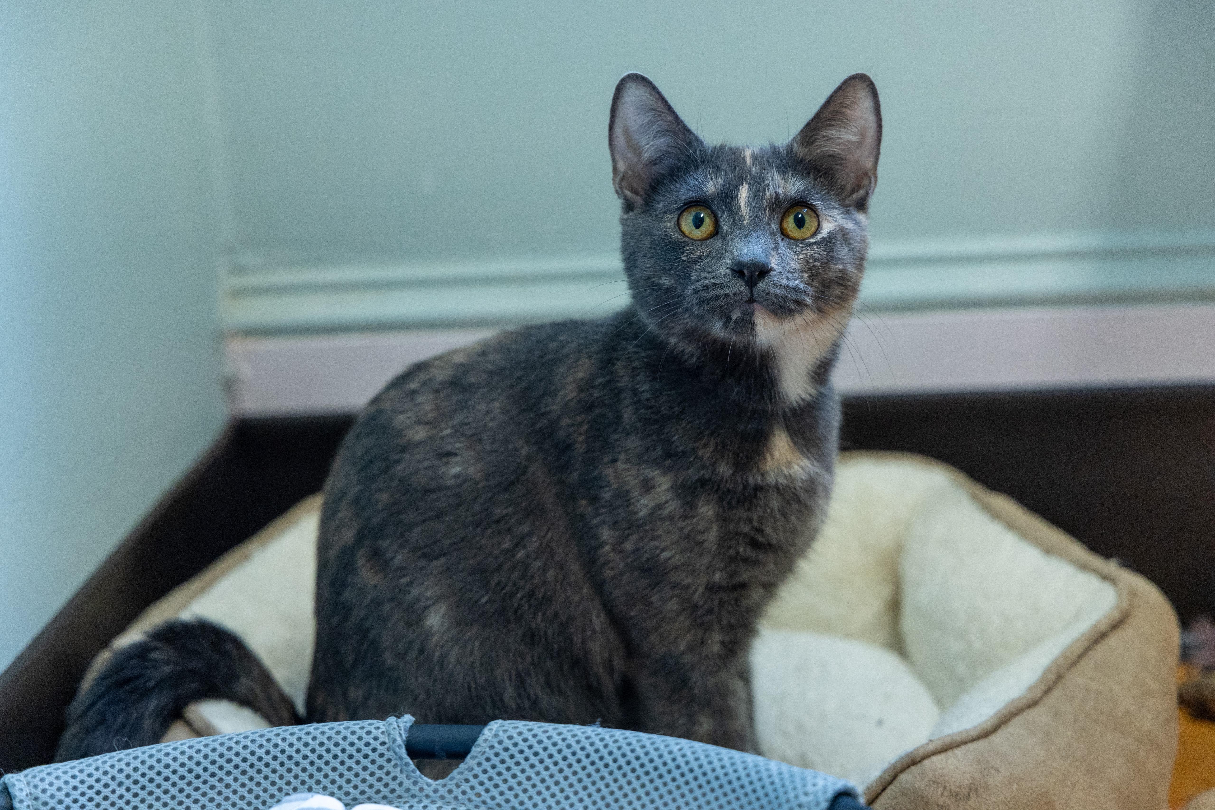 Bridget, a ADOPTABLE Domestic Short Hair in New Britain, CT image 4/6