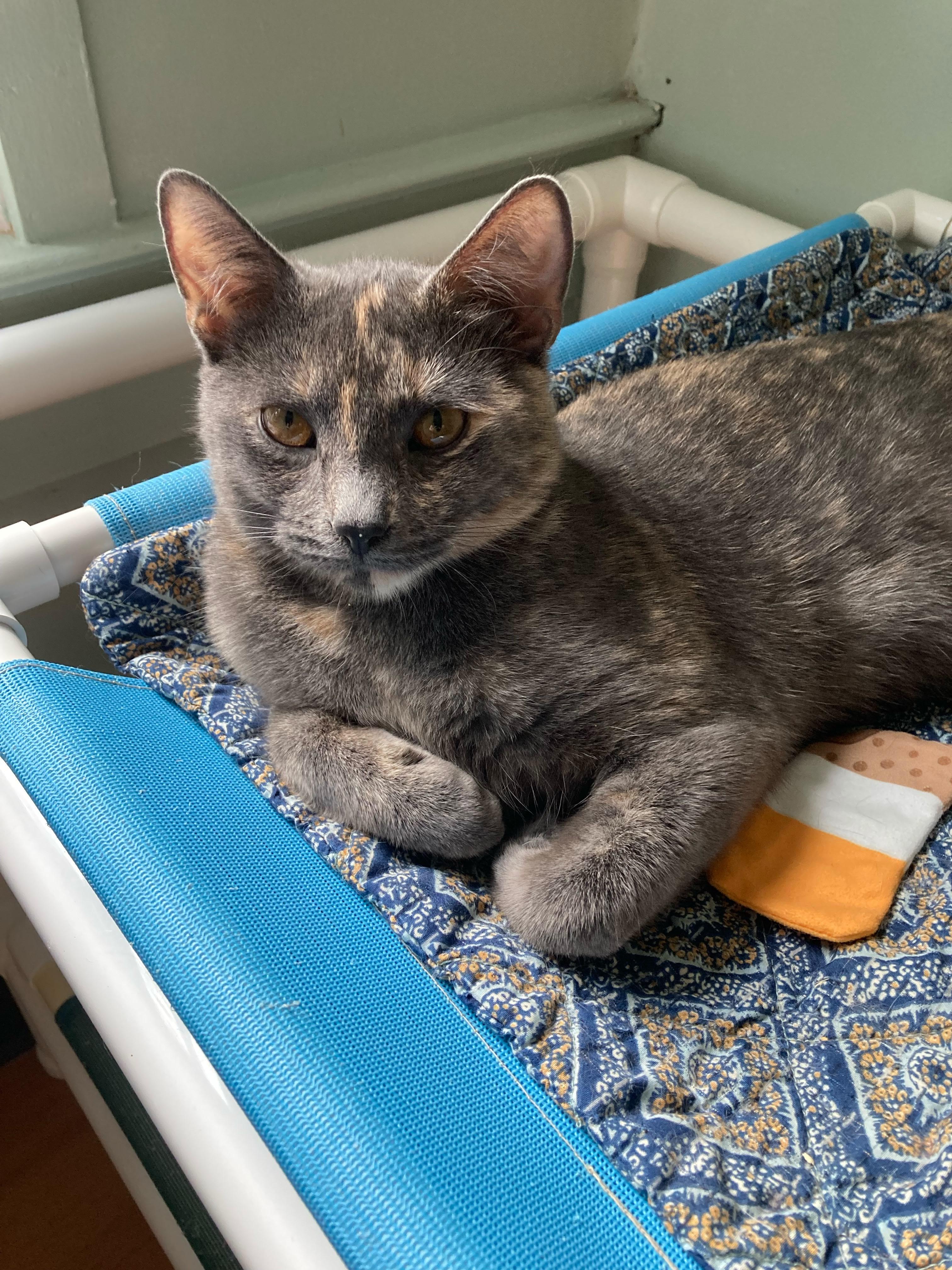 Bridget, a ADOPTABLE Domestic Short Hair in New Britain, CT image 5/6