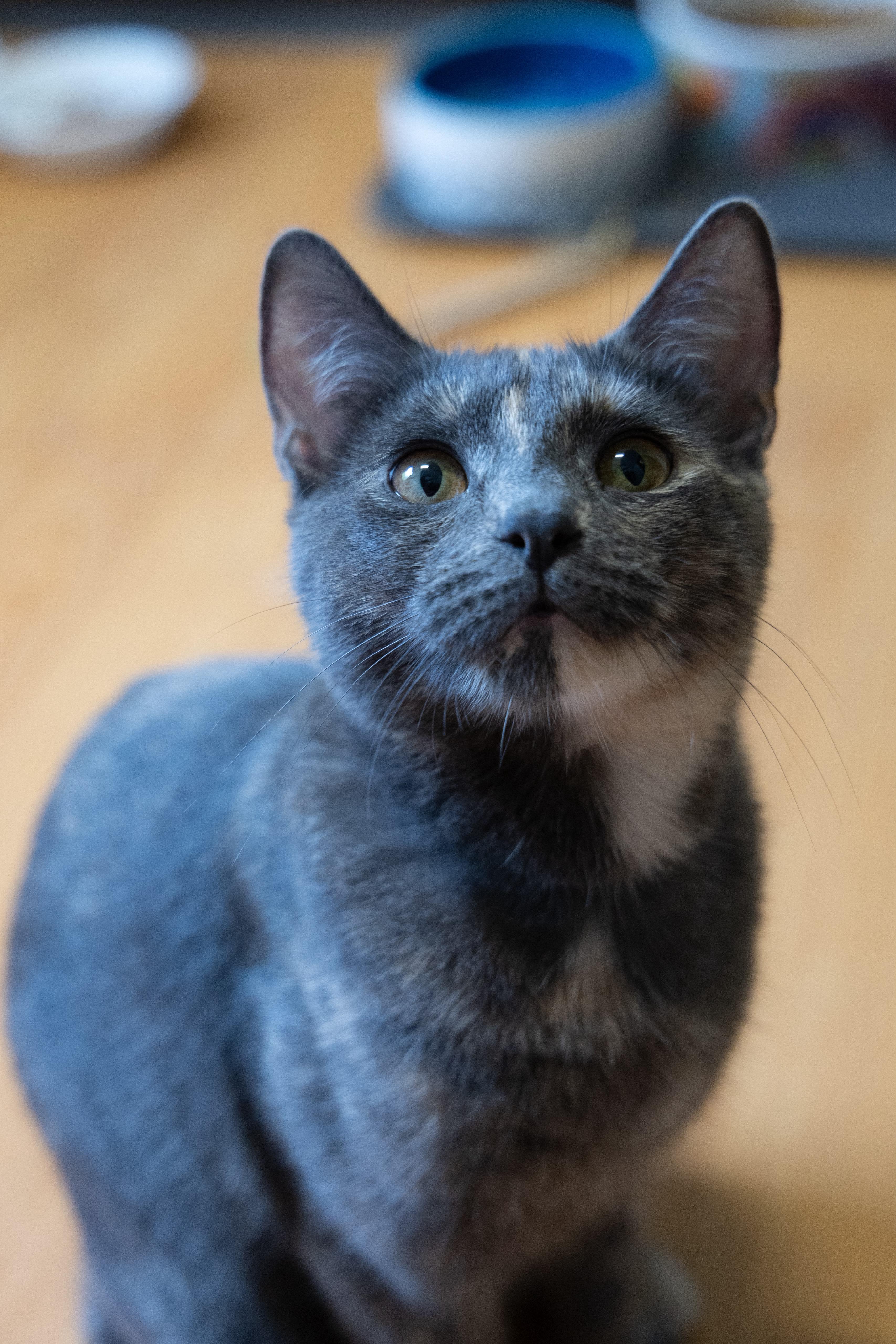 Bridget, a ADOPTABLE Domestic Short Hair in New Britain, CT image 3/6