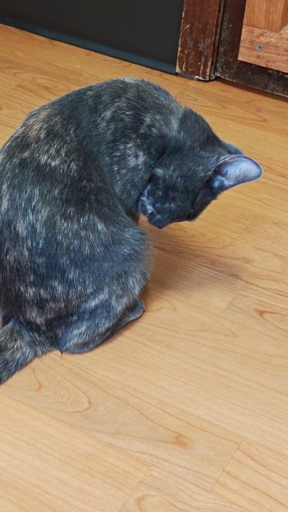 Enlarge Bridget, a ADOPTABLE Domestic Short Hair in New Britain, CT video 6/6