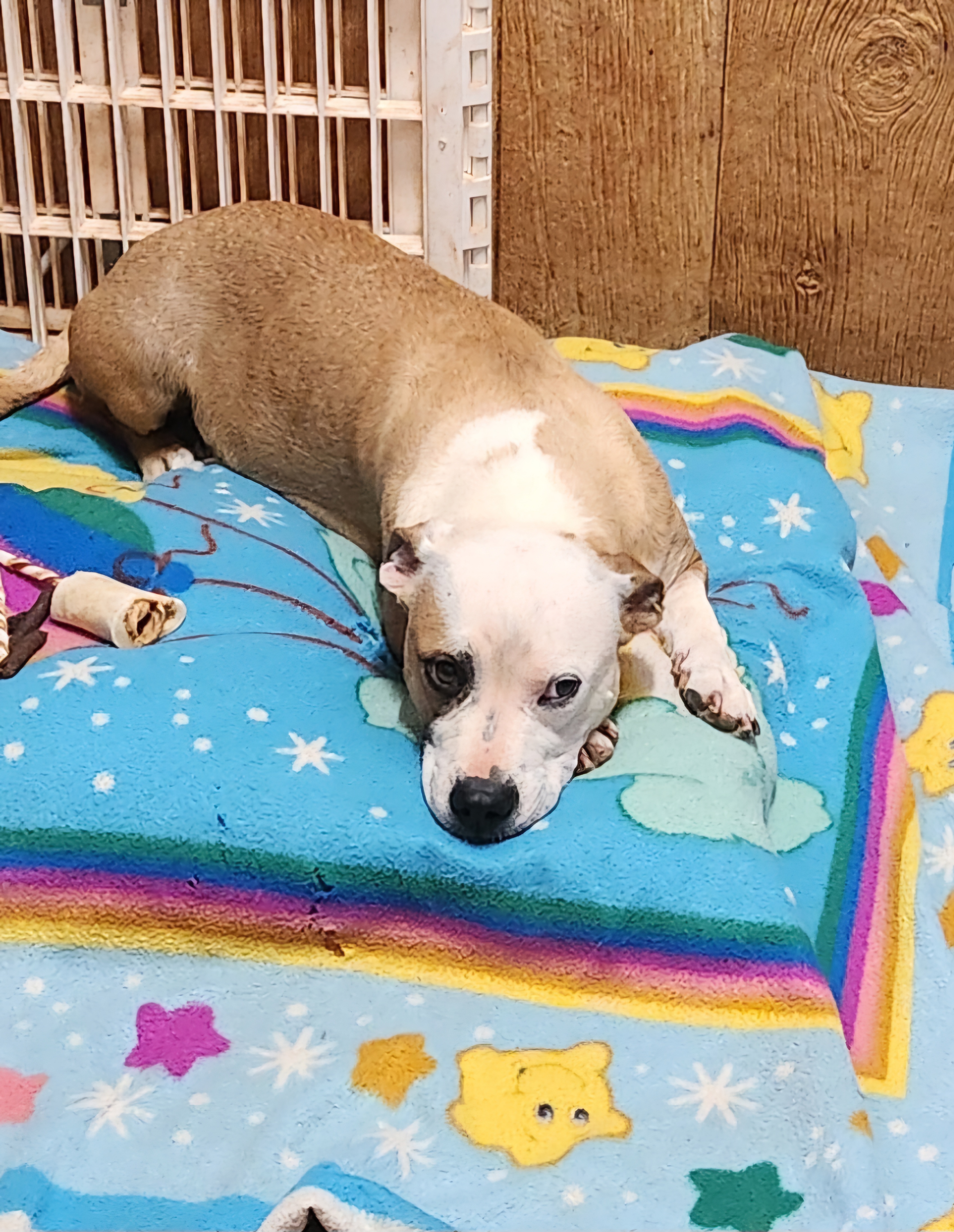 Anna Mae, a Adoptable mixed breed in Abbeville, SC image 1/5