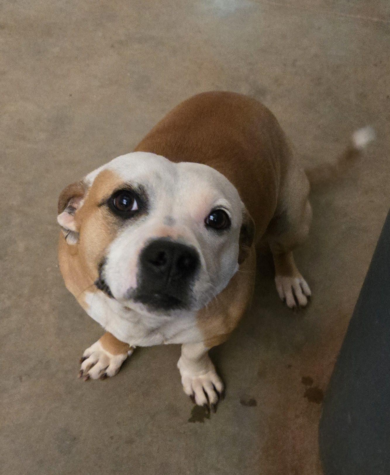 Anna Mae, a Adoptable mixed breed in Abbeville, SC image 2/5