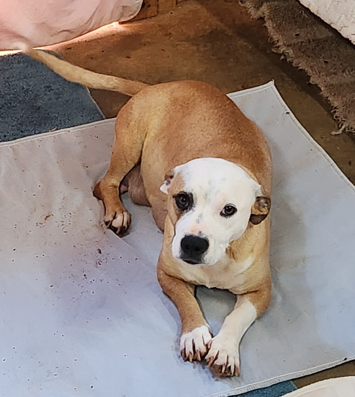 Anna Mae, a Adoptable mixed breed in Abbeville, SC image 3/5