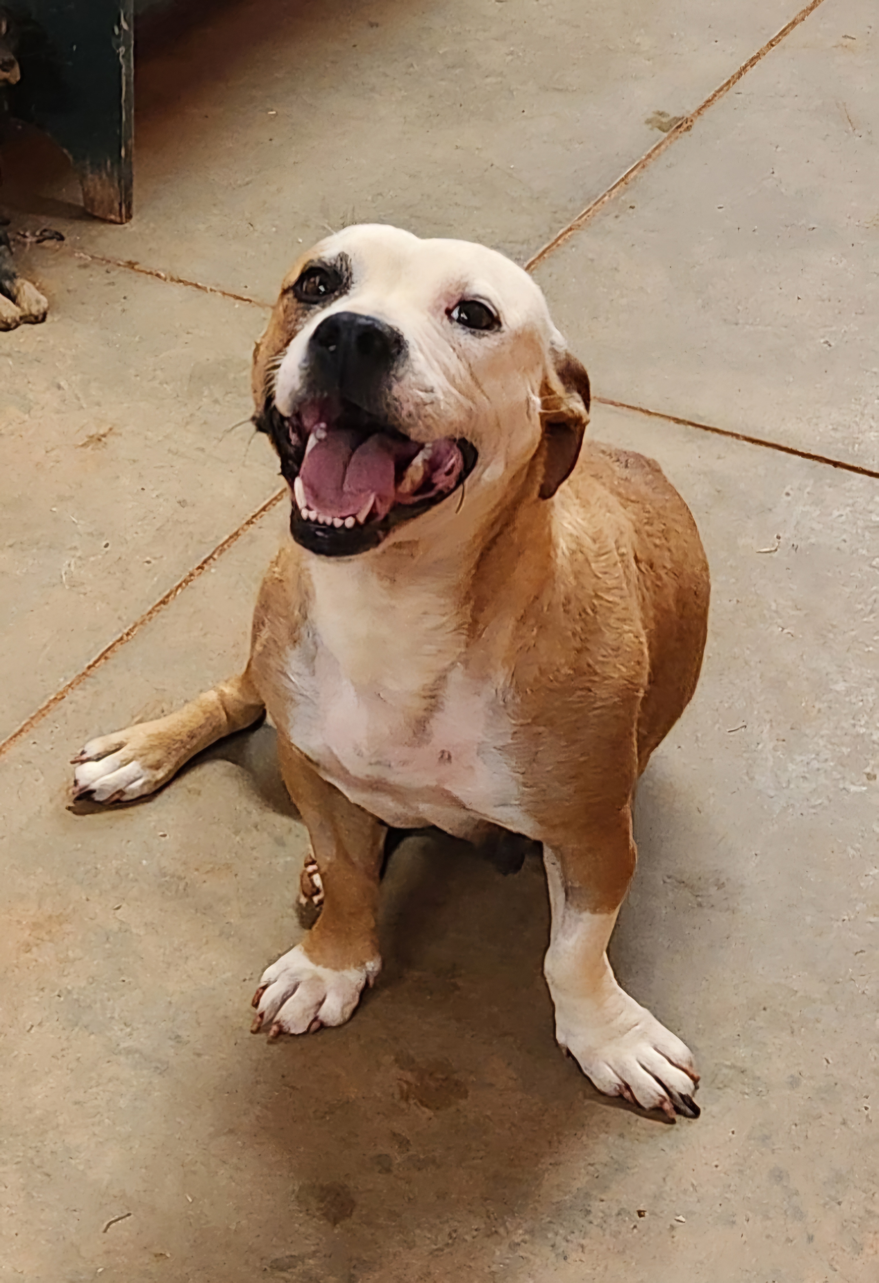 Anna Mae, a Adoptable mixed breed in Abbeville, SC image 4/5