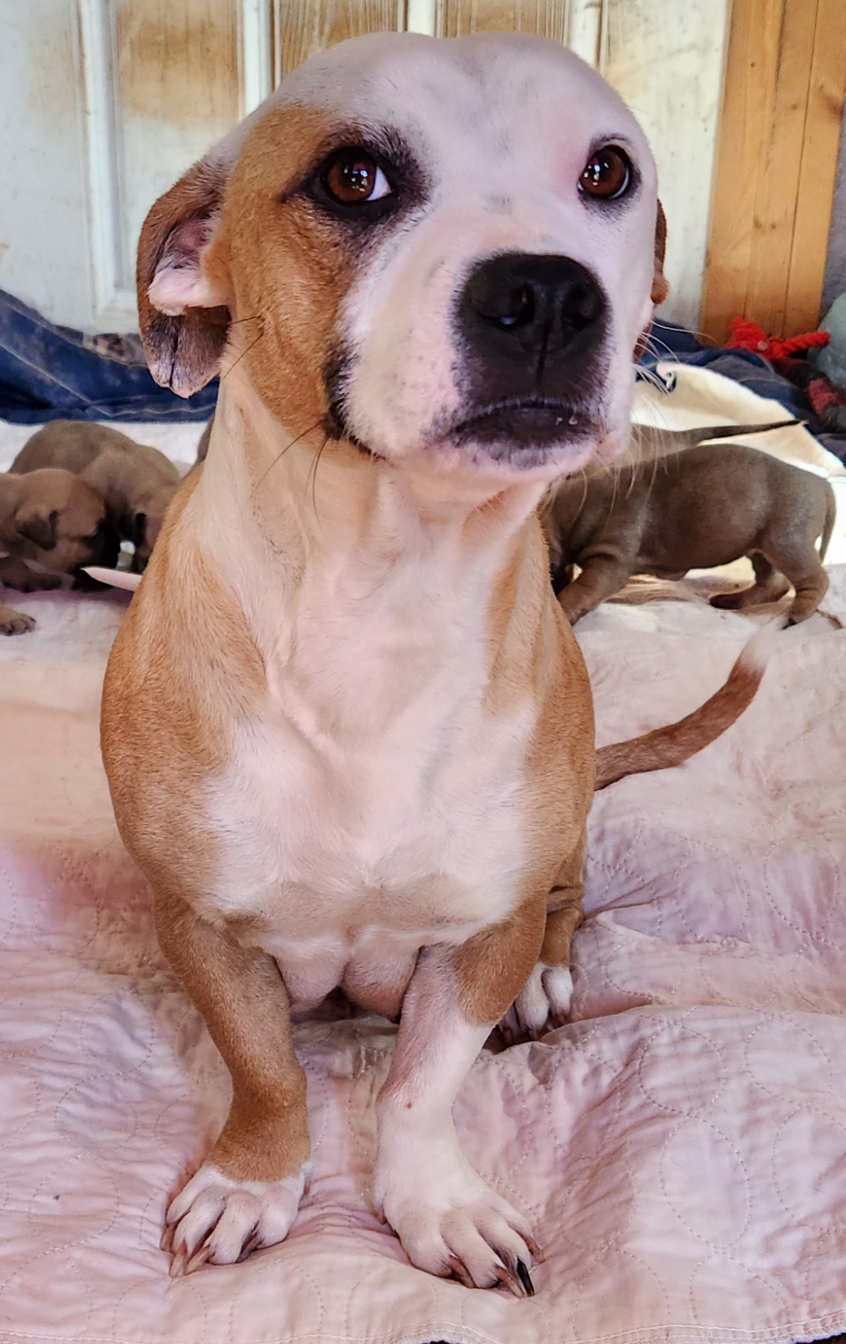 Anna Mae, a Adoptable mixed breed in Abbeville, SC image 5/5