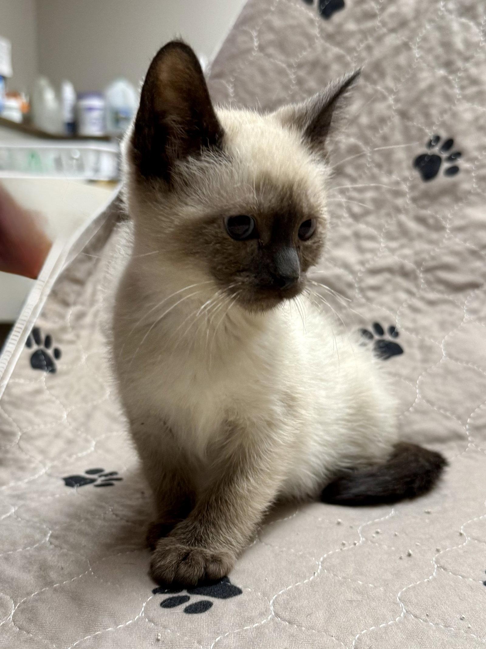 Enlarge CAT - Chai, a Adopted Siamese in GILBERTS, IL image 1/3