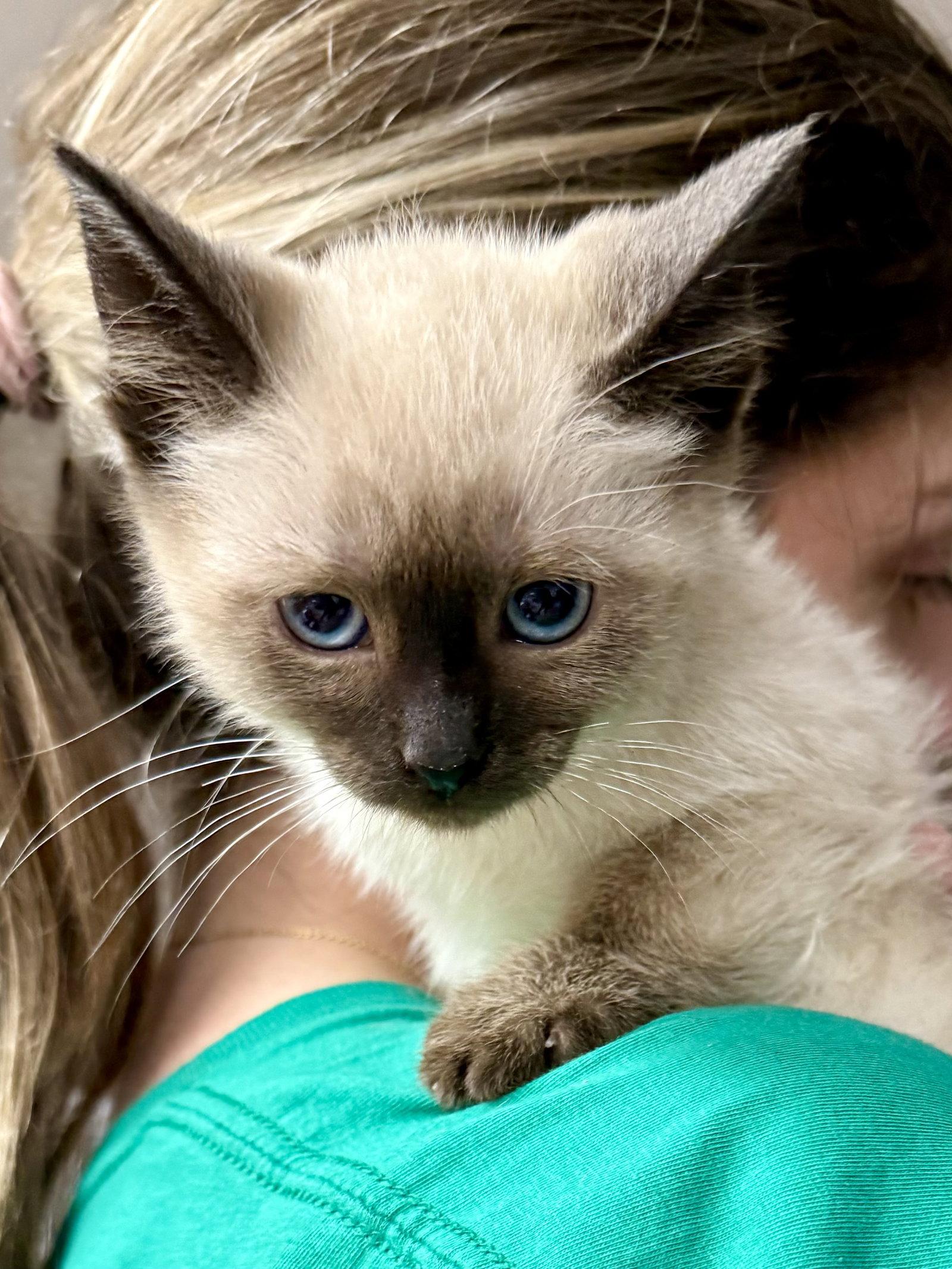 Enlarge CAT - Chai, a Adopted Siamese in GILBERTS, IL image 2/3