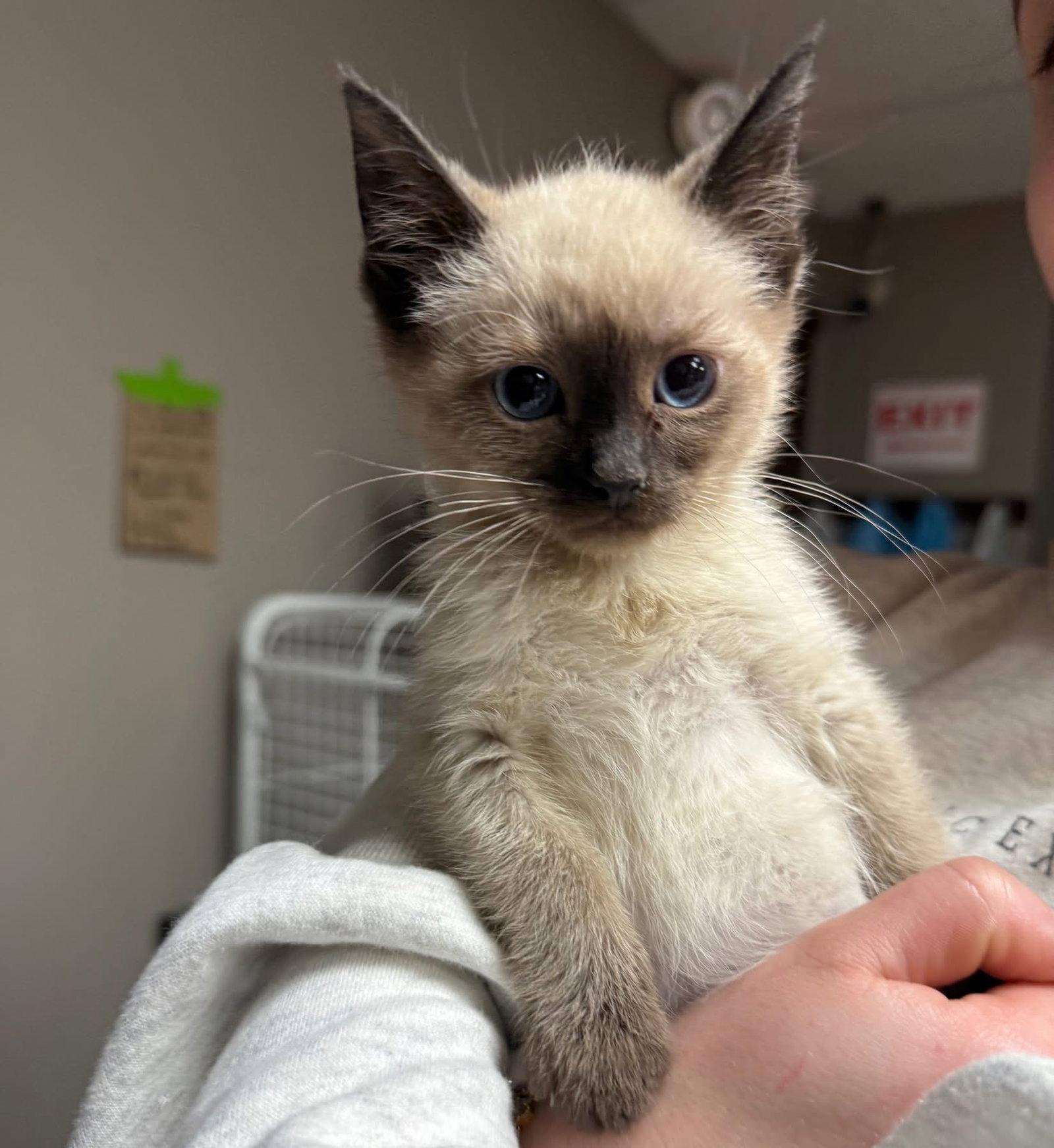 Enlarge CAT - Chai, a Adopted Siamese in GILBERTS, IL image 3/3