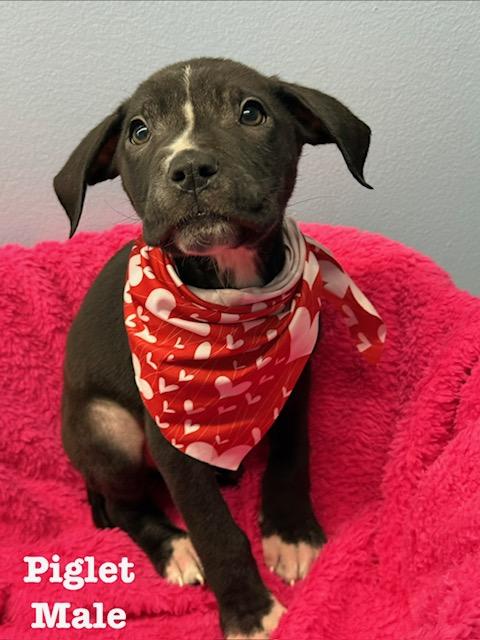 Enlarge Piglet, an adopted Terrier in Richland, MI image 1/1