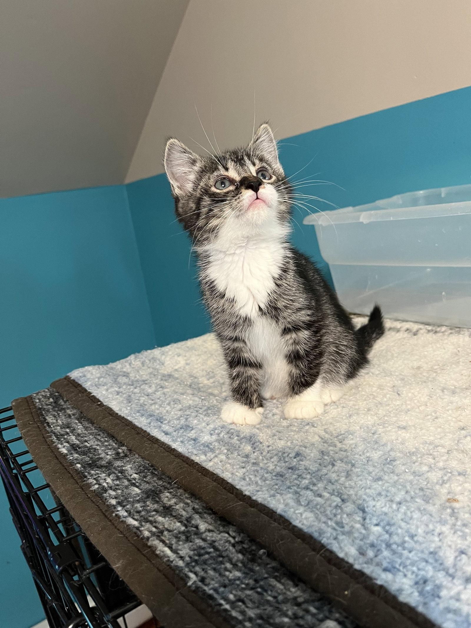 Petunia1, Adopted, Kitten Female Domestic Short Hair.